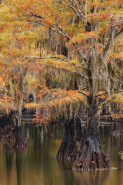 Jones, Adam 아티스트의 Bald Cypress tree draped in Spanish moss with fall colors Caddo Lake State Park-Uncertain-Texas작품입니다.